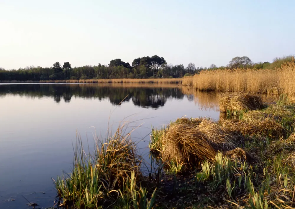 étang à Neung-sur-Beuvron